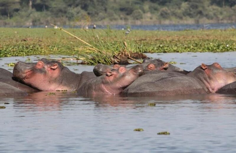 Arusha: National Park Day Trip with Hotel Pickup - A Closer Look at the Arusha National Park Day Trip