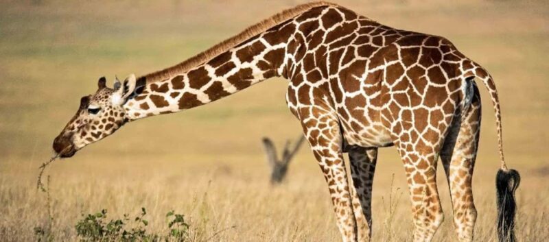 Arusha: National Park Day Trip with Hotel Pickup - Why This Tour Works for Different Travelers