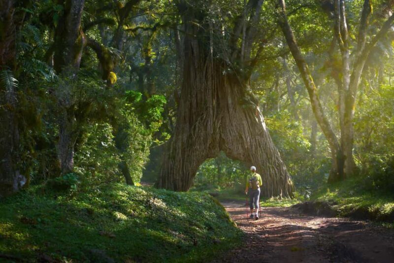 Arusha: National Park Day Trip with Walking Tour - Key Points