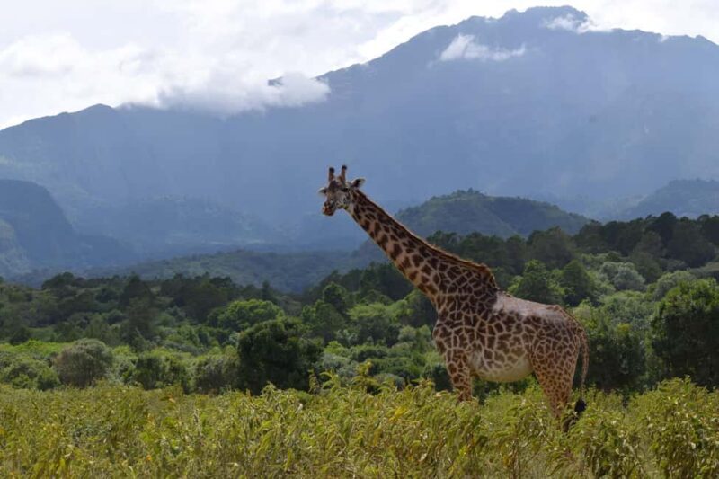 Arusha National Park Full-Day Safari - Key Points