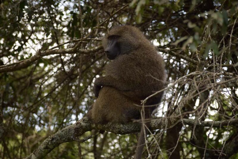Arusha National Park Full-Day Safari - The Lunch Break: Peaceful Moments by the Lake