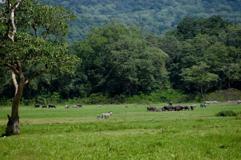 Arusha National Park Full-Day Safari - Who Is This Tour Best For?