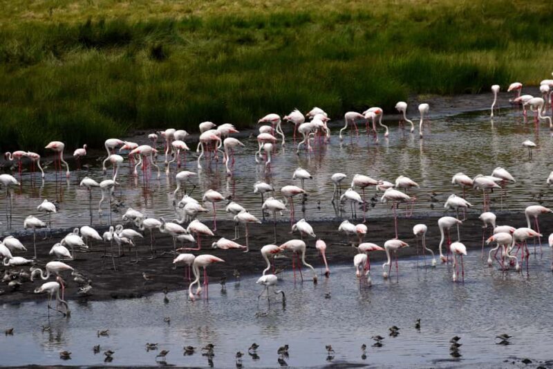 Arusha National Park Full-Day Safari - Final Thoughts