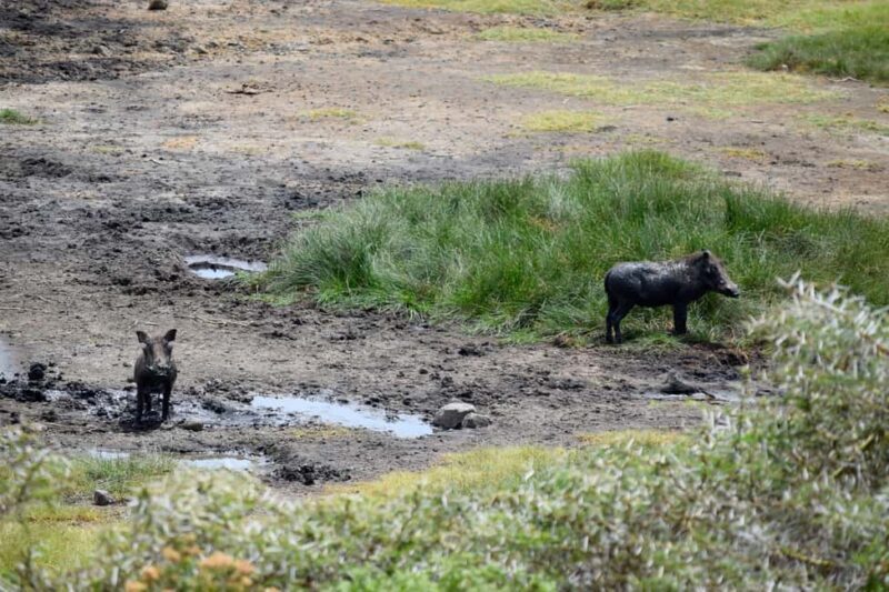 Arusha National Park Full-Day Safari - FAQ