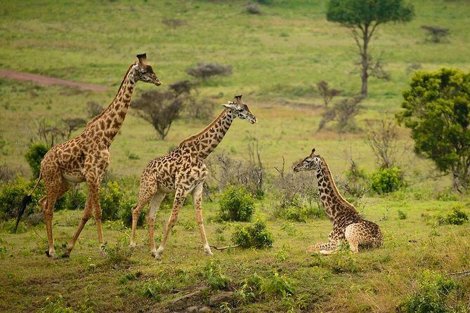 Arusha National Park Guided Day Tour from Arusha - The Itinerary in Detail
