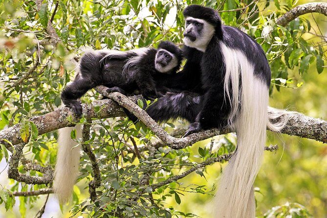 Arusha National Park Guided Day Tour from Arusha - Who Is This Tour Best For?