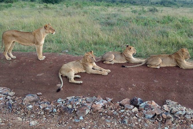 Arusha National Park Half Day Tour - Key Points