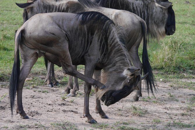 Arusha National Park Half Day Tour - The Authentic Touch: What Visitors Are Saying