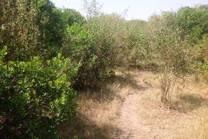 Arusha National Park Safari by Jeep - Who Should Consider This Tour?