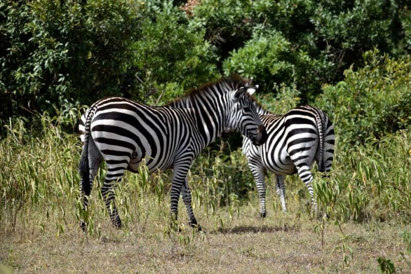 Arusha National Park: Walking Safari and Game Drive - Authentic Experiences and Expert Guides