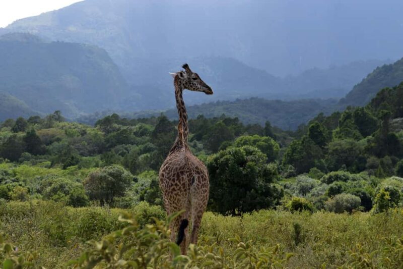 Arusha National Park: Walking Safari and Game Drive - Final Thoughts: Is This Tour for You?