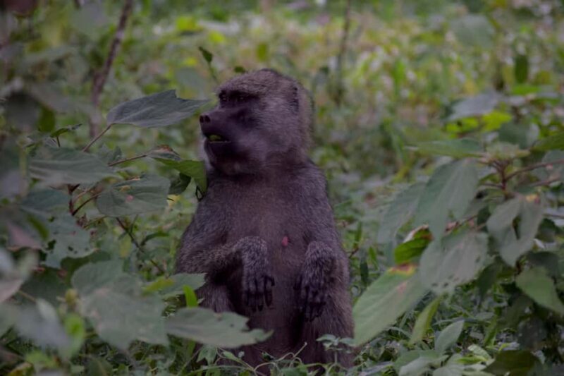 Arusha National Park: Walking Safari and Game Drive - Final Words