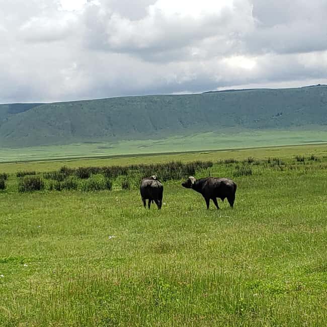 Arusha: Ngorongoro Crater day trip - Key Points