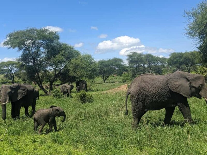 Arusha: Ngorongoro Crater Day Trip with Game Drive - What Makes This Tour Stand Out