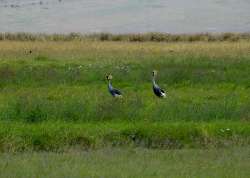 Arusha: Ngorongoro Crater Full-Day Safari - Key Points