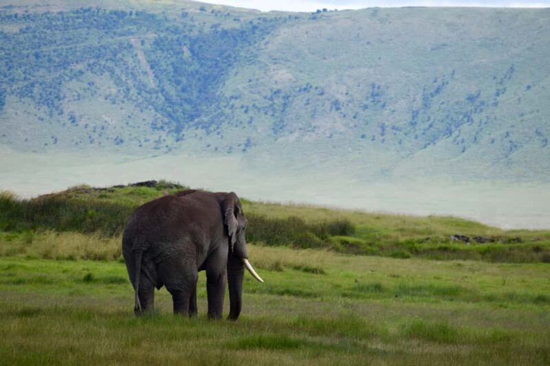 Arusha: Ngorongoro Crater Full-Day Safari - Exploring the Ngorongoro Crater: A Natural Wonder