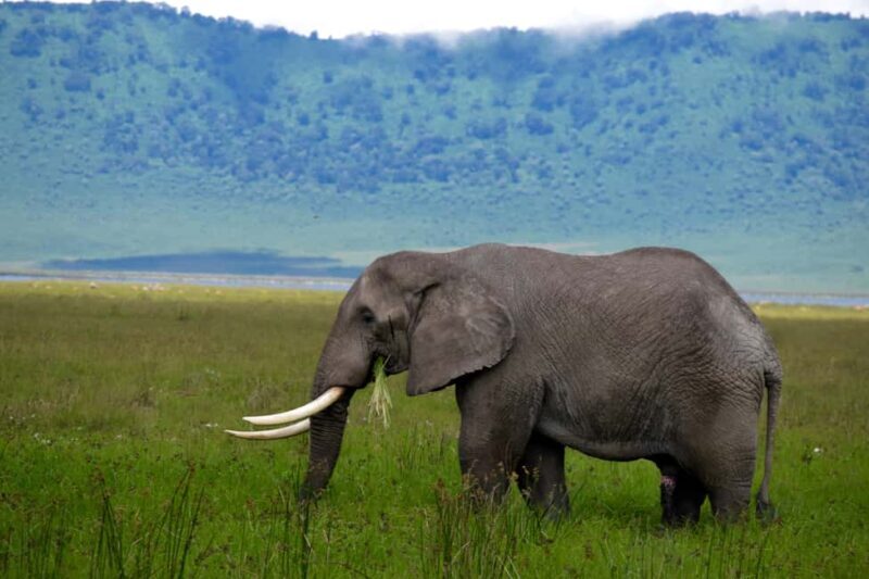 Arusha: Ngorongoro Crater Full-Day Safari - What to Expect at Each Stop