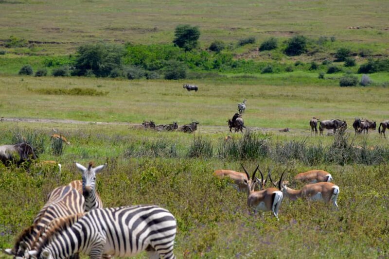 Arusha: Ngorongoro Crater Full-Day Safari - Transportation and Group Size