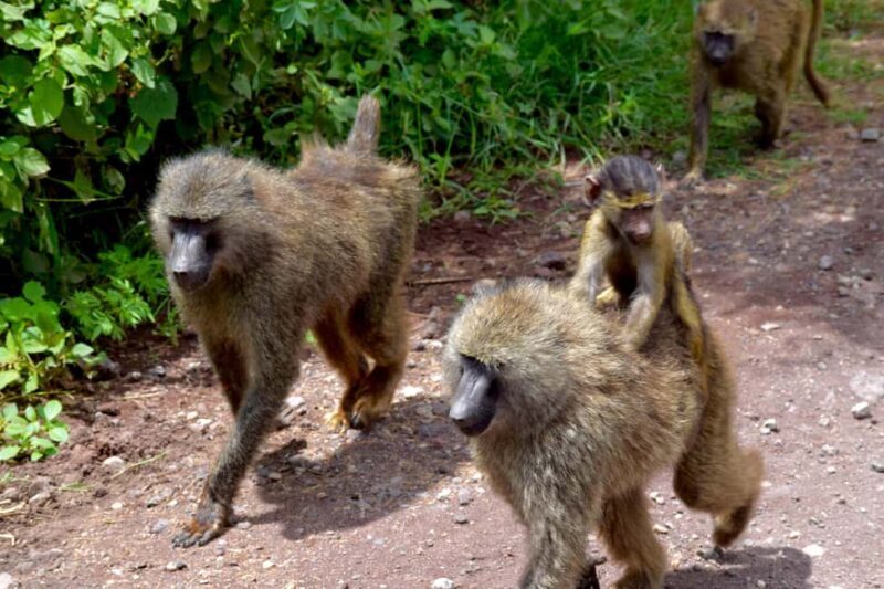 Arusha: Ngorongoro Crater Full-Day Safari - Pricing and Value