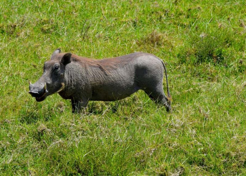 Arusha: Ngorongoro Crater Full-Day Safari - Authenticity and Guides