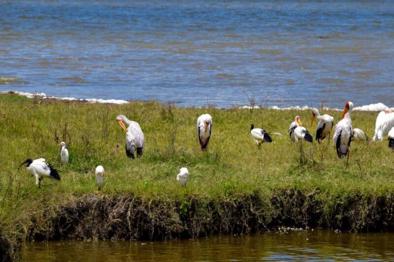 Arusha: Ngorongoro Crater Full-Day Safari - Who Will Love This Tour