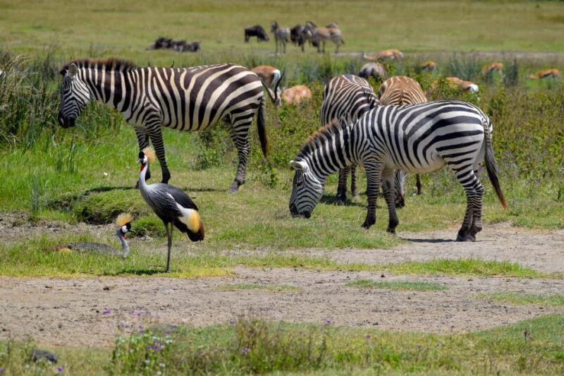 Arusha: Ngorongoro Crater Full-Day Safari - The Sum Up