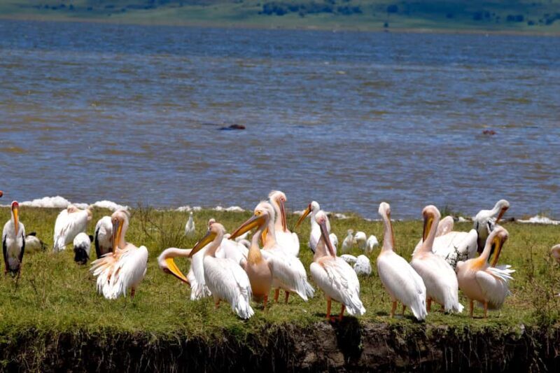 Arusha: Ngorongoro Crater Full-Day Safari - FAQ