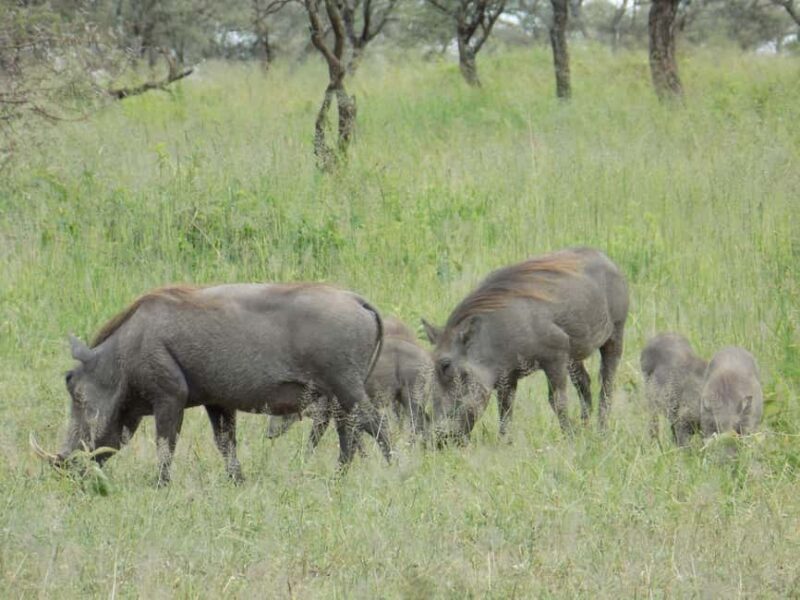 Arusha Park Memorable Safari Tour - Key Points