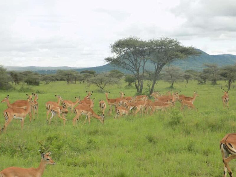 Arusha Park Memorable Safari Tour - Overall Value and Suitability