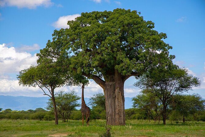 Arusha: Private 3 Day Safari Tarangire, Ngorongoro, Lake Manyara - What Makes This Safari Stand Out