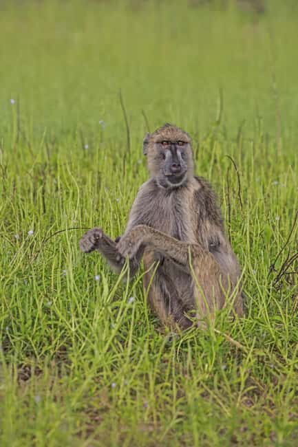Arusha: Ruaha and Mikumi National Parks 5-Day Safari - Key Points