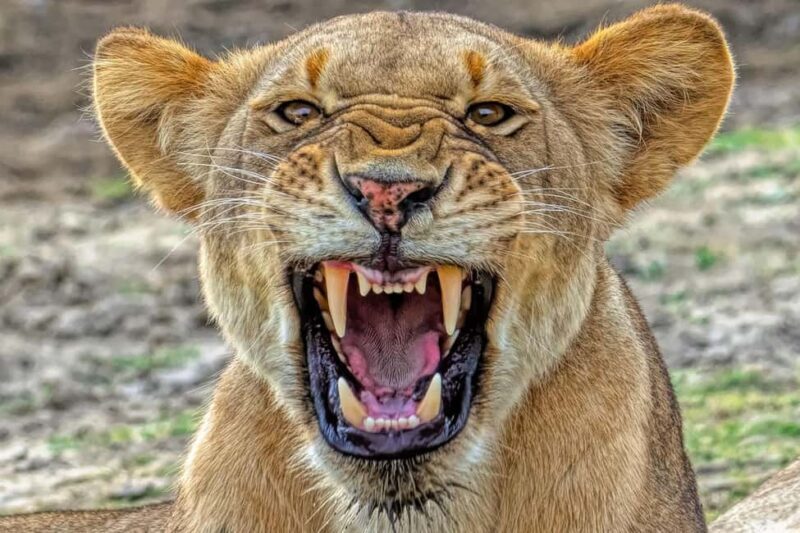 Arusha: Ruaha and Mikumi National Parks 5-Day Safari - A Closer Look at the 5-Day Safari Experience