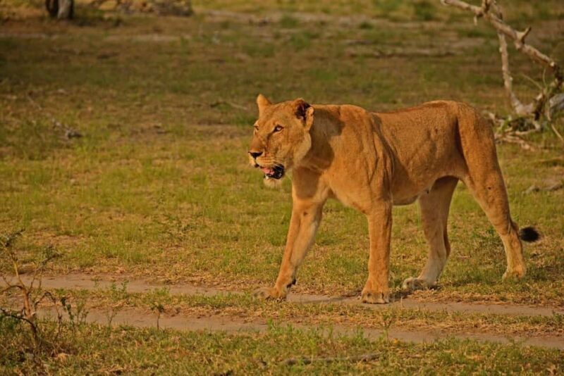 Arusha: Ruaha and Mikumi National Parks 5-Day Safari - Authentic Experiences and Real Value