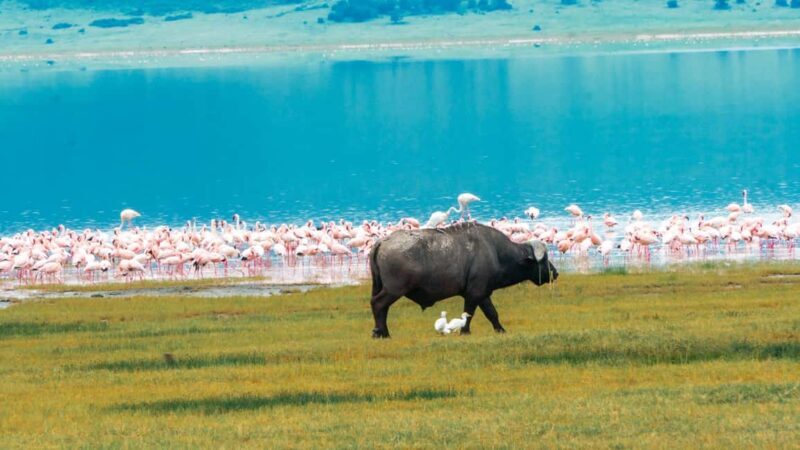 ARUSHA: SAFARI NGORONGORO DAY TRIP - Key Points
