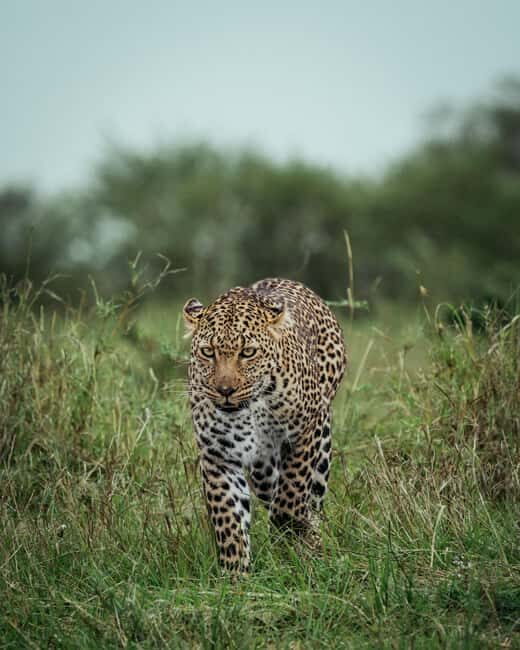 ARUSHA: SAFARI NGORONGORO DAY TRIP - Introduction: An Authentic Day in Tanzania’s Wilderness