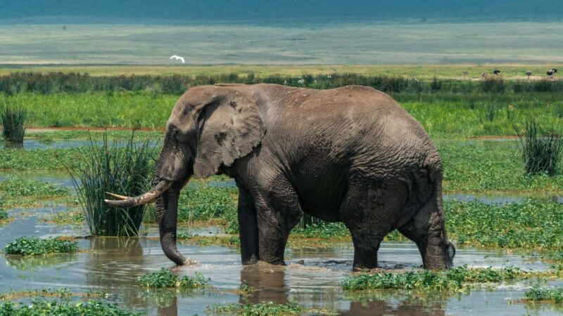 ARUSHA: SAFARI NGORONGORO DAY TRIP - The Value of the Experience: Why It’s Worth It