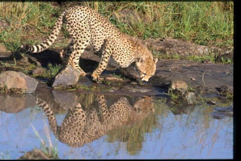 Arusha: Serengeti and Ngorongoro Multi-Day Camping Safari - A Closer Look at the Safari Experience