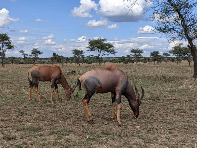 Arusha: Serval Wildlife Sanctuary Day Trip with Lunch - Key Points