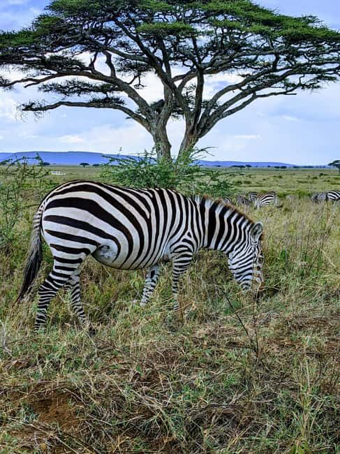 Arusha: Serval Wildlife Sanctuary Day Trip with Lunch - Starting Early — Setting the Tone for the Day