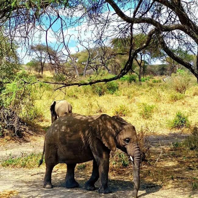 Arusha: Tarangire National Park Day Tour with Lunch - The Detailed Experience of the Tarangire Day Tour