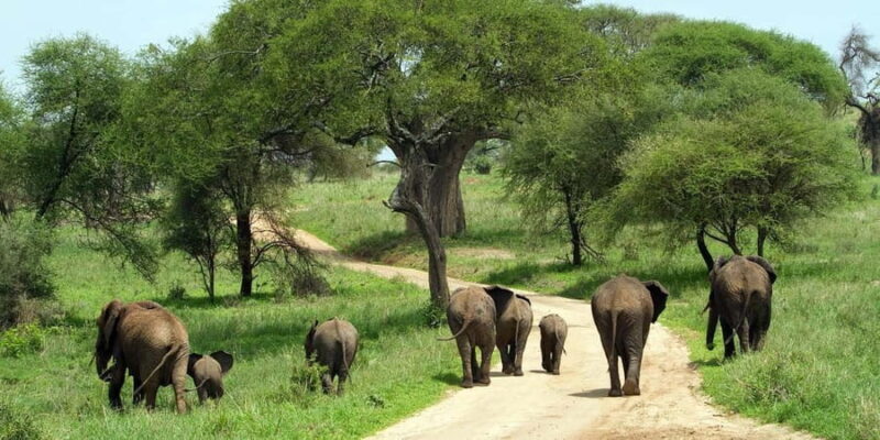 Arusha: Tarangire National Park Day Trip from Arusha - Who Will Love This Tour?