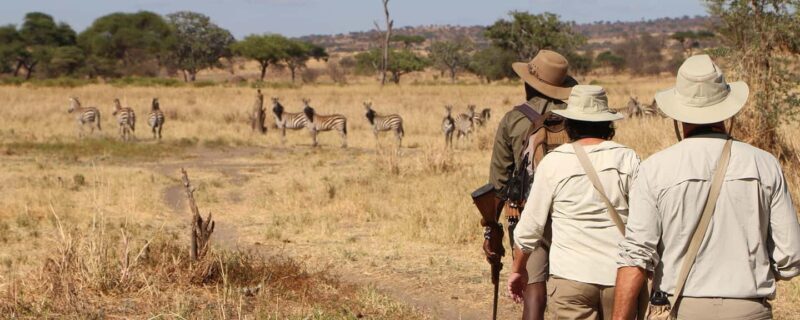 Arusha: Tarangire National Park Day Trip with Safari - A Complete Guide to the Tarangire Day Trip
