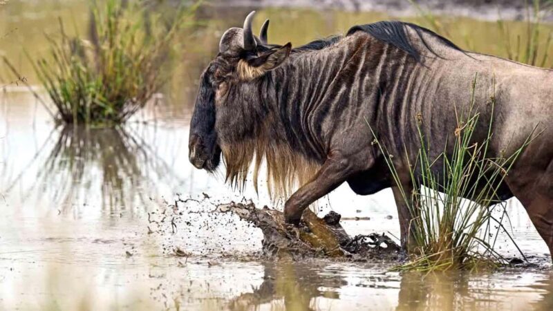 Arusha: Tarangire National Park Tour - Key Points