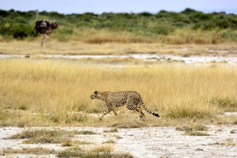 Arusha: Tarangire National Park Tour - Exploring the Itinerary in Detail