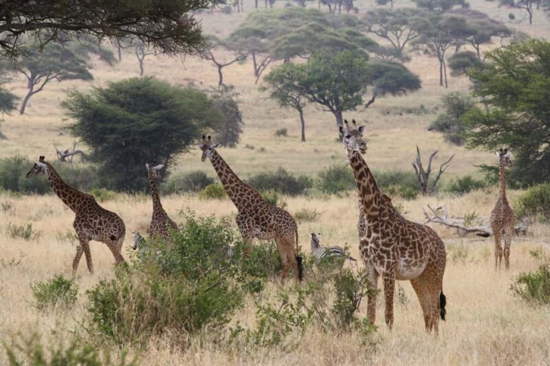Arusha: Tarangire National Park Tour - What’s Included and What to Consider
