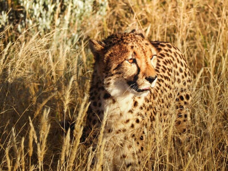 Arusha: Tarangire, Serengeti & Crater 4-Day Luxury Safari - Key Points