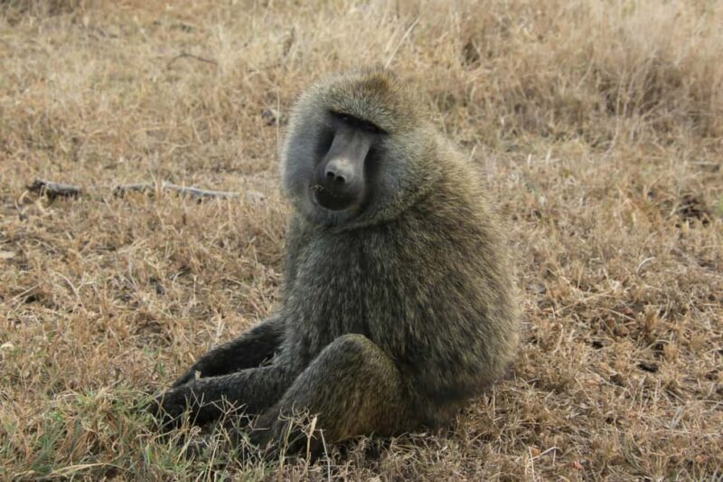 Arusha: Tarangire, Serengeti & Crater 4-Day Luxury Safari - Why This Safari Stands Out