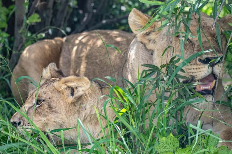 Arusha: Tarangire, Serengeti & Crater 4-Day Luxury Safari - Practical Considerations
