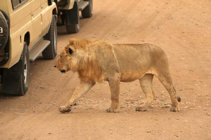Arusha:4-Days Safari to Lake Manyara, Serengeti & Ngorongoro - Key Points
