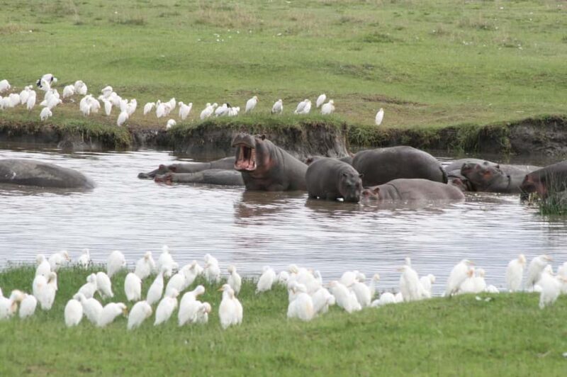 Arusha:4-Days Safari to Lake Manyara, Serengeti & Ngorongoro - The Itinerary in Detail